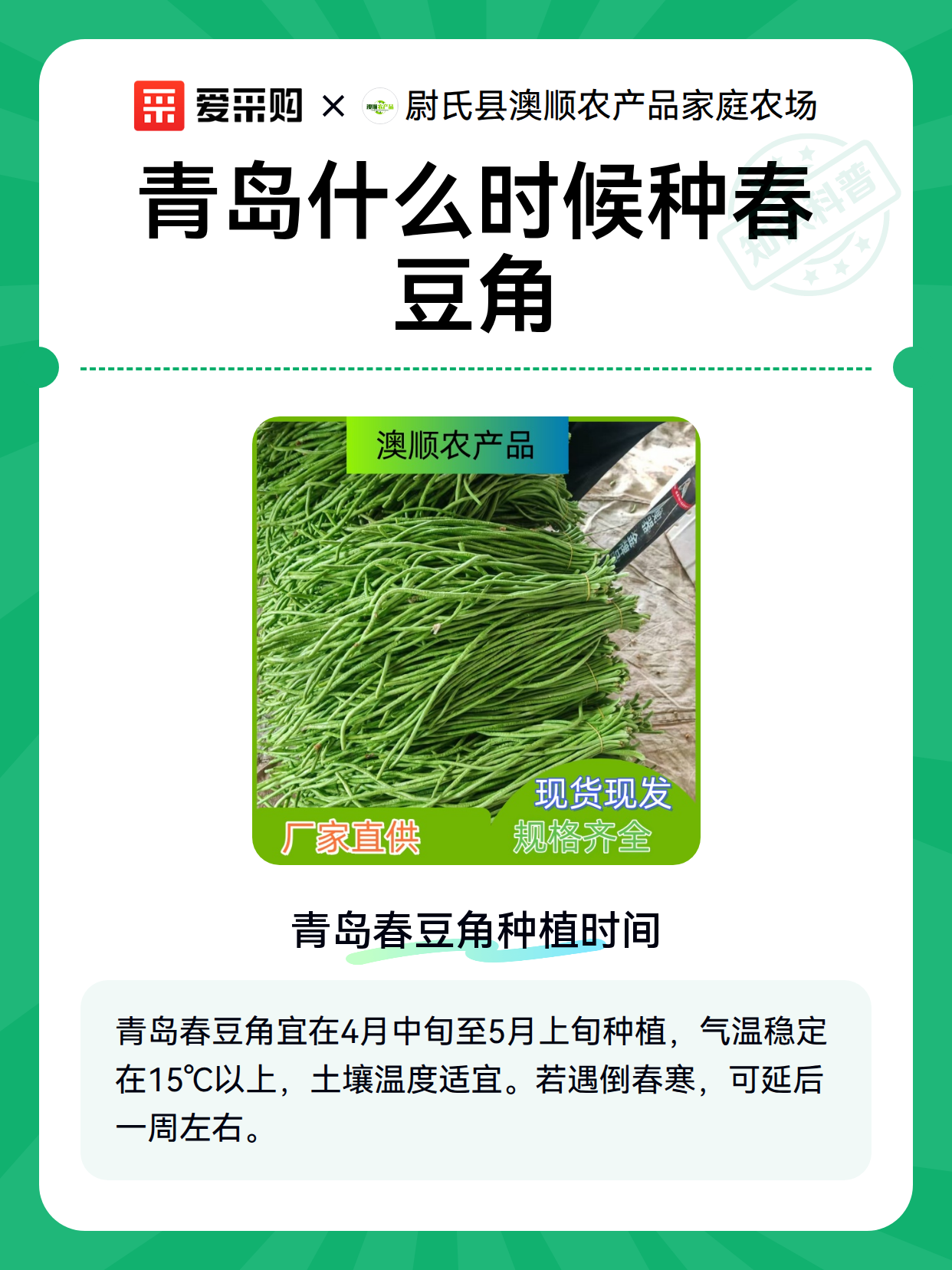 青岛什么时候种春豆角（图2）