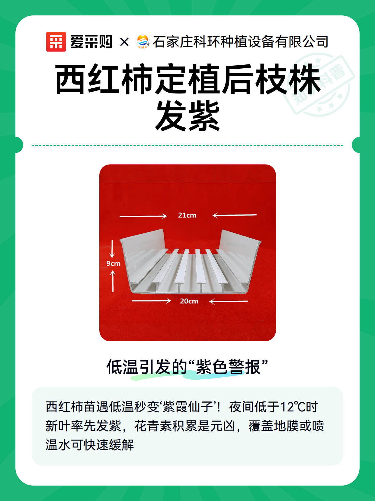 西红柿定植后枝株发紫（图2）