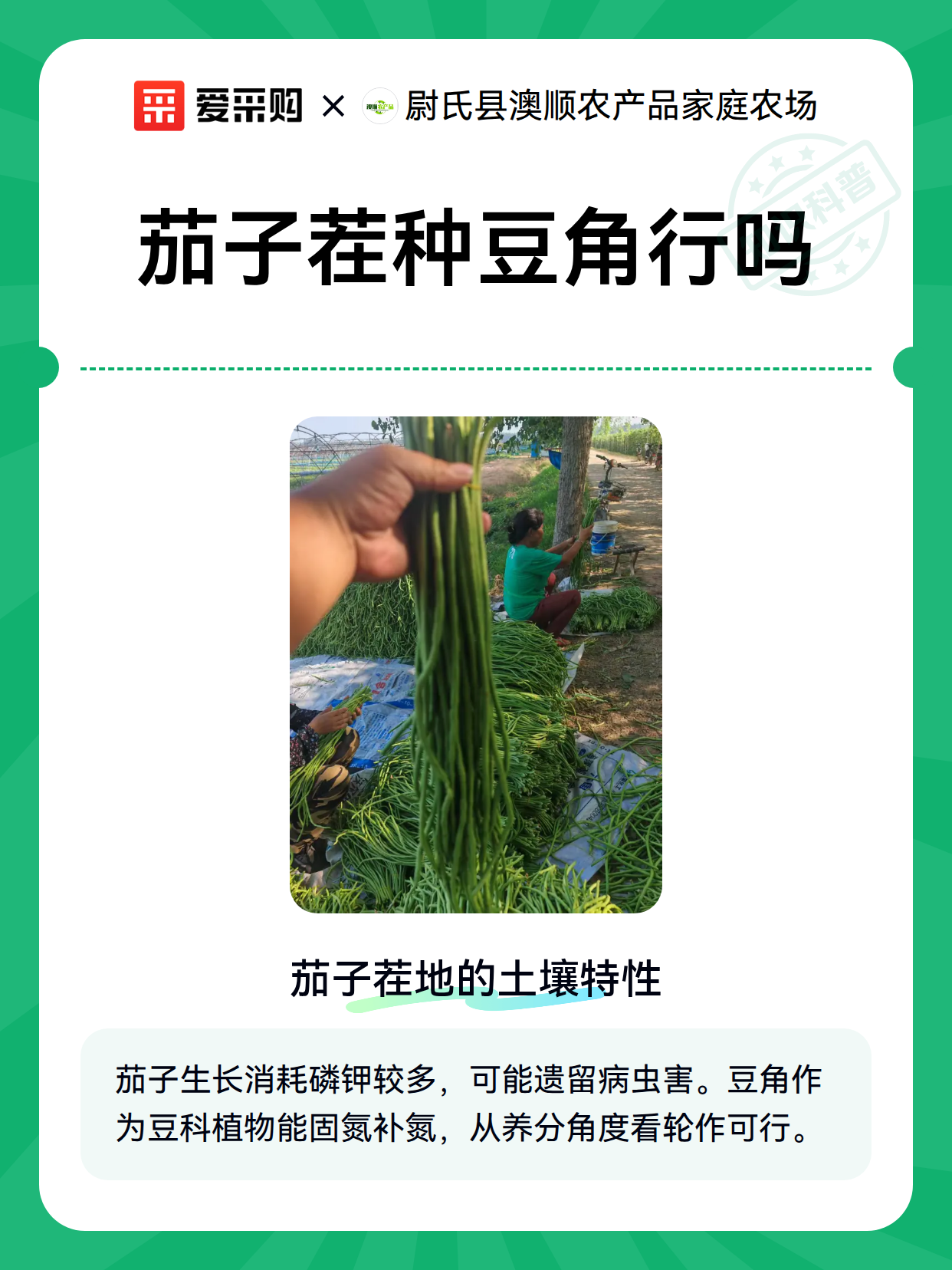 茄子茬种豆角行吗（图2）