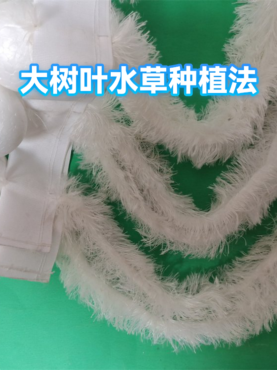 大树叶水草种植法（图1）