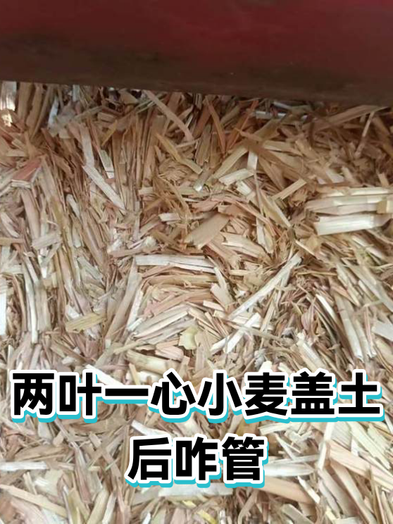 两叶一心小麦盖土后咋管（图1）