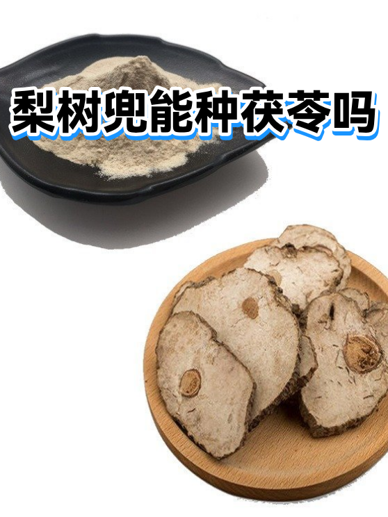 梨树兜能种茯苓吗（图1）