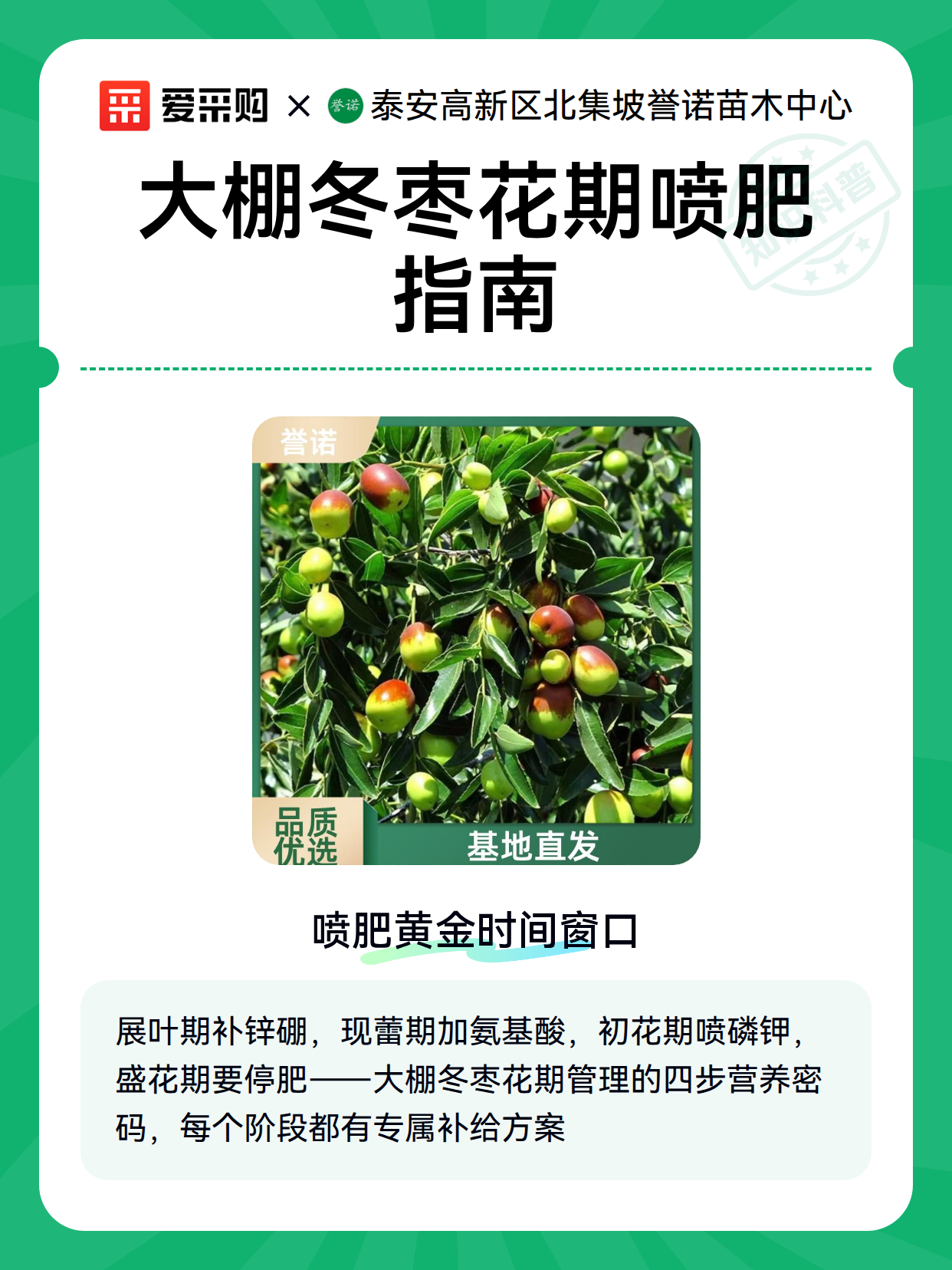 大棚冬枣花期喷肥指南（图2）