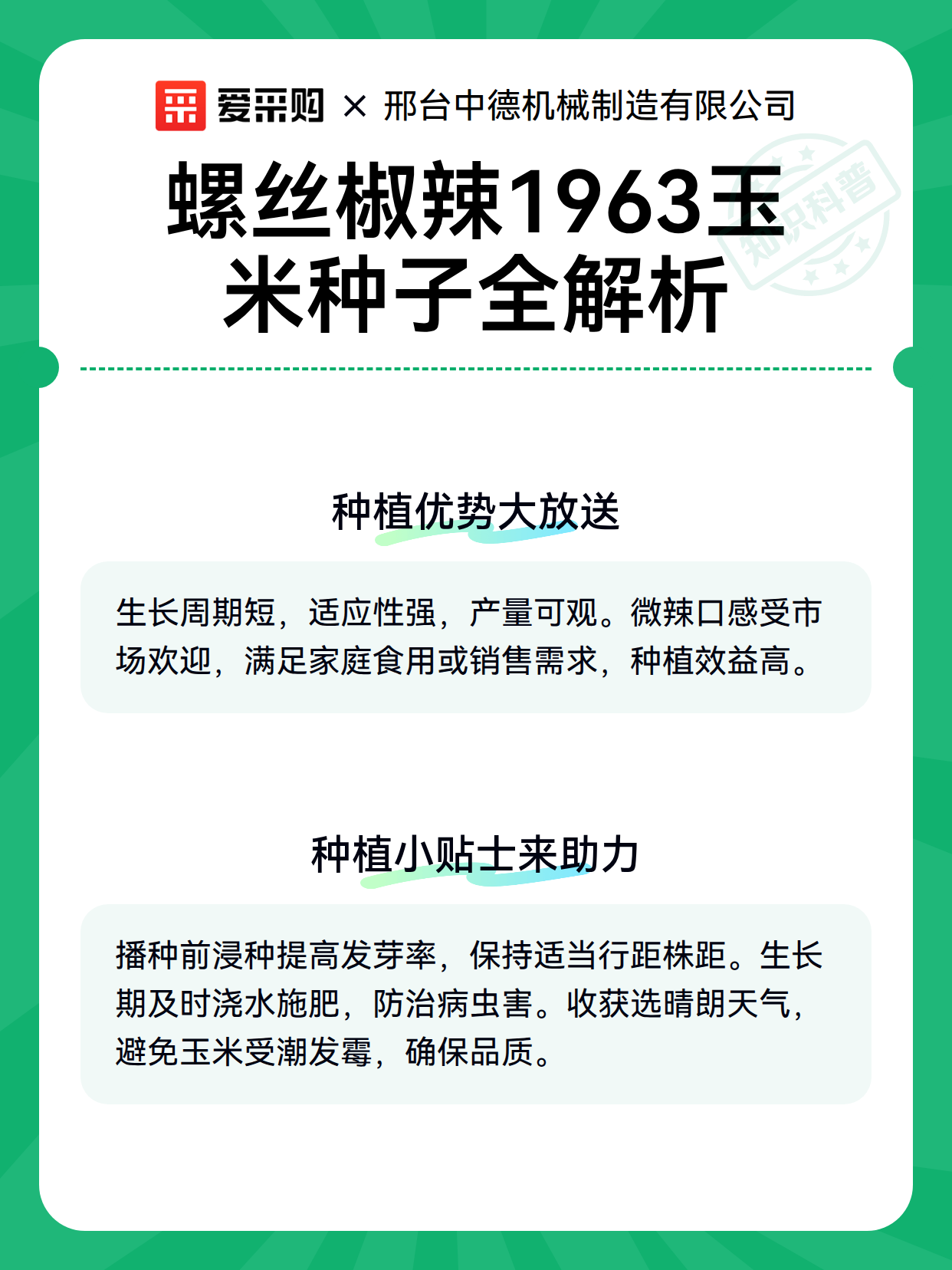 螺丝椒辣1963玉米种子全解析（图3）