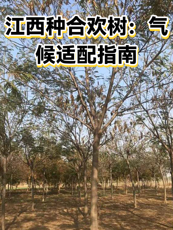 江西种合欢树：气候适配指南（图1）