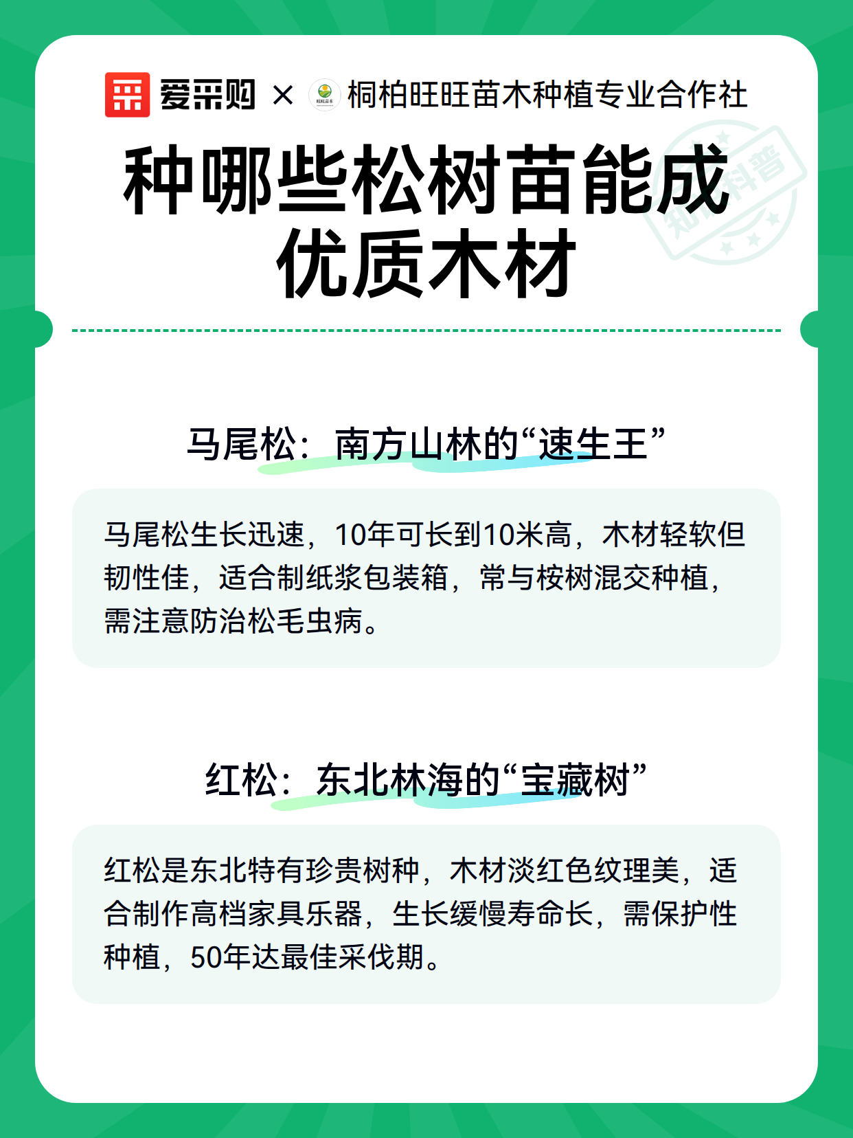 种哪些松树苗能成优质木材（图3）
