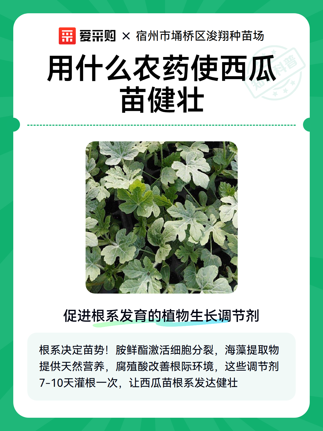 用什么农药使西瓜苗健壮（图2）