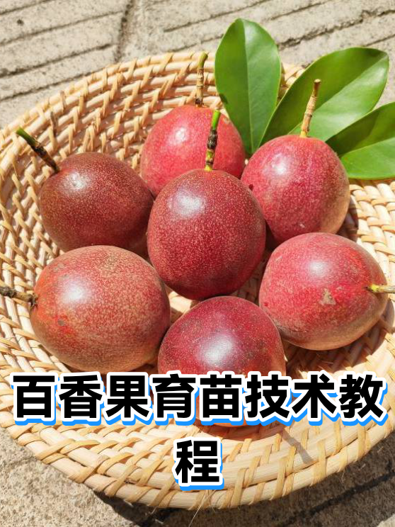 百香果育苗技术教程（图1）