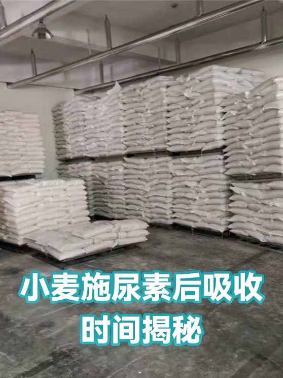 小麦施尿素后吸收时间揭秘（图1）