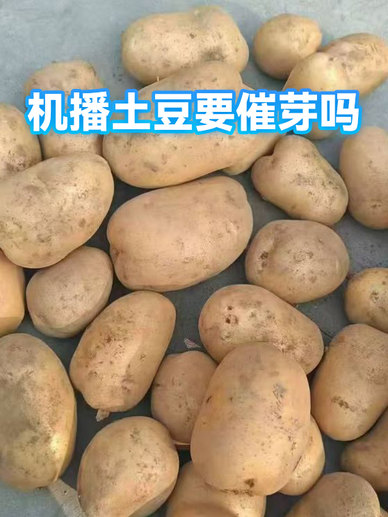 机播土豆要催芽吗（图1）