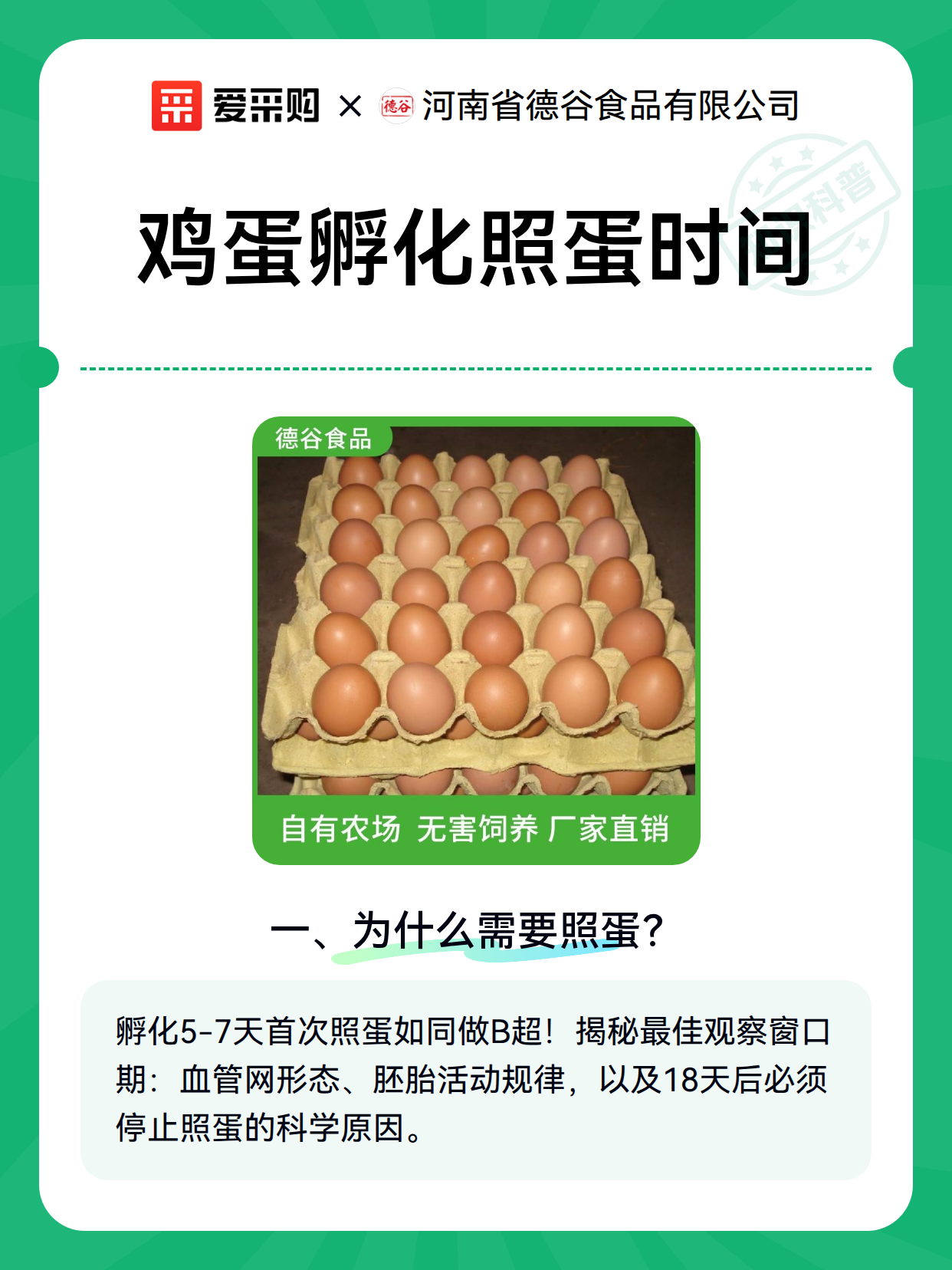 鸡蛋孵化照蛋时间（图1）