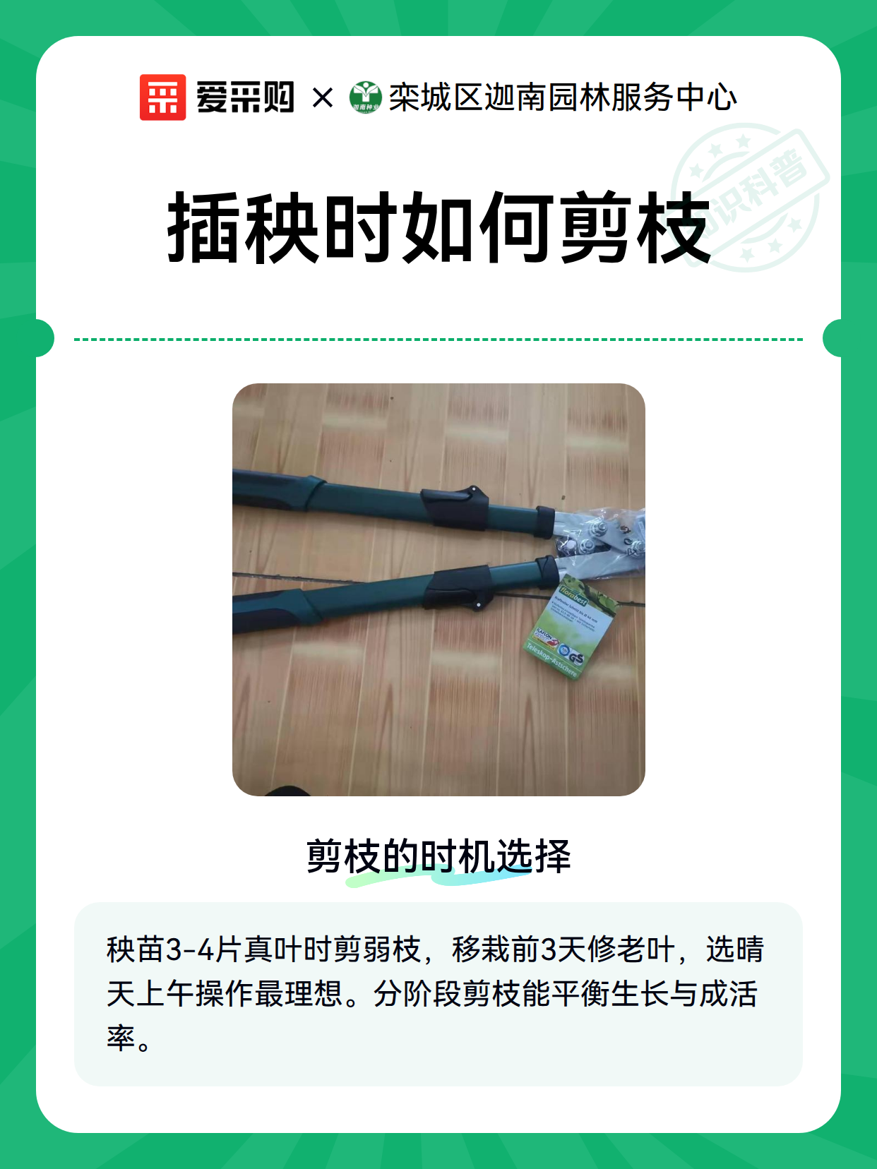 插秧时如何剪枝（图1）