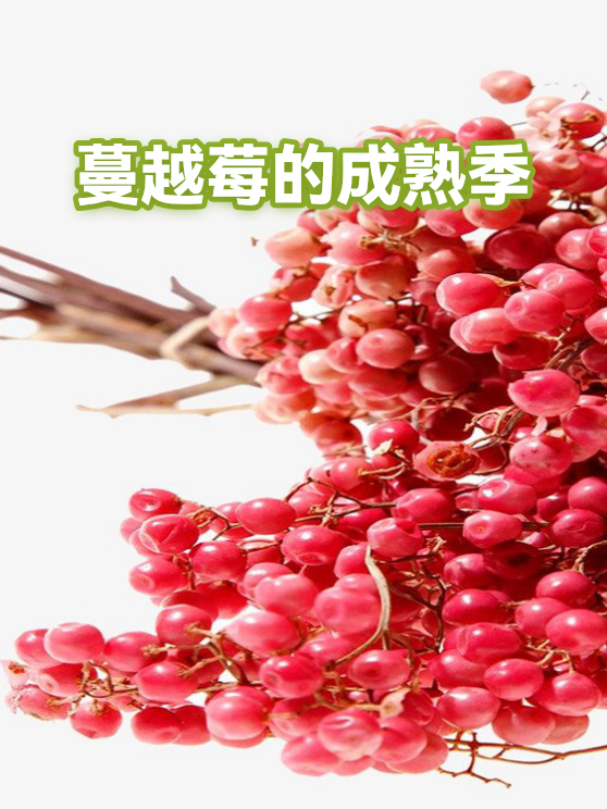 蔓越莓的成熟季（图1）