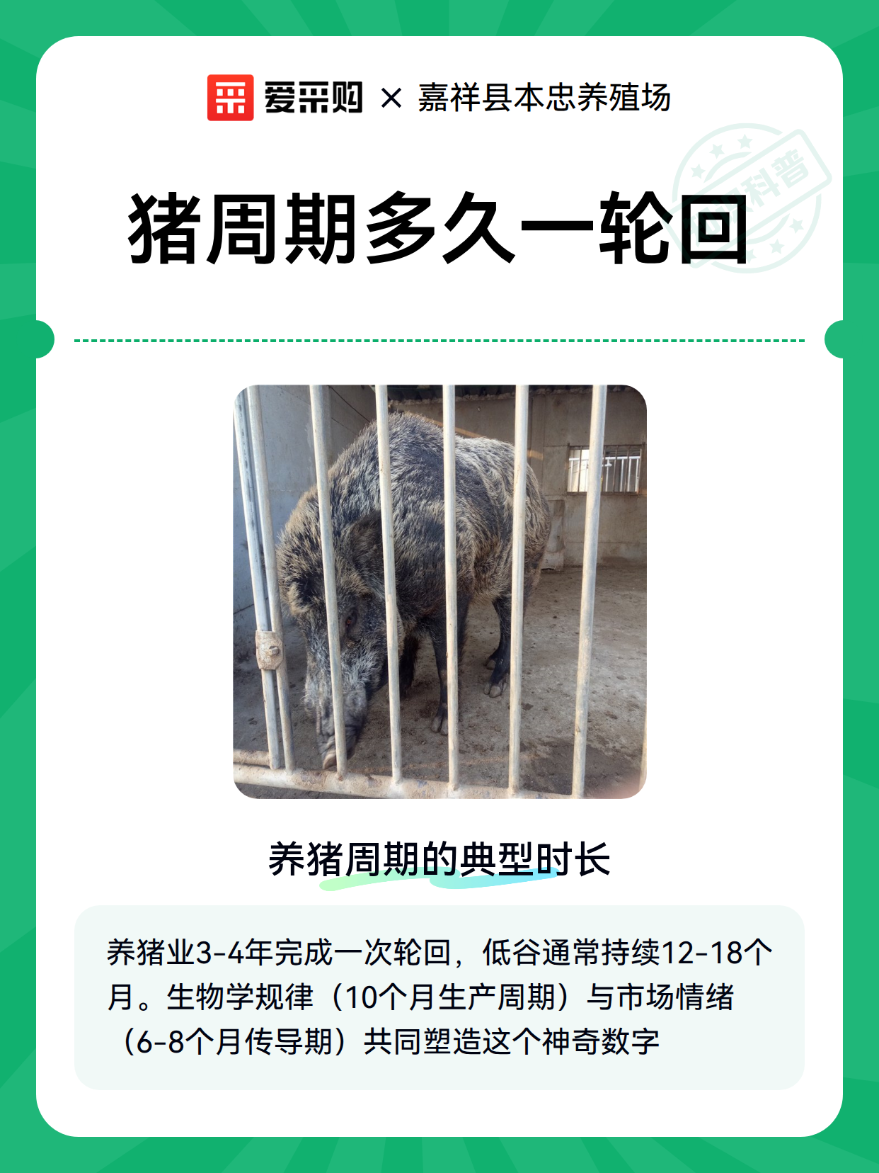 猪周期多久一轮回（图1）