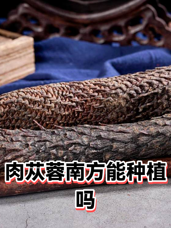 肉苁蓉南方能种植吗（图1）