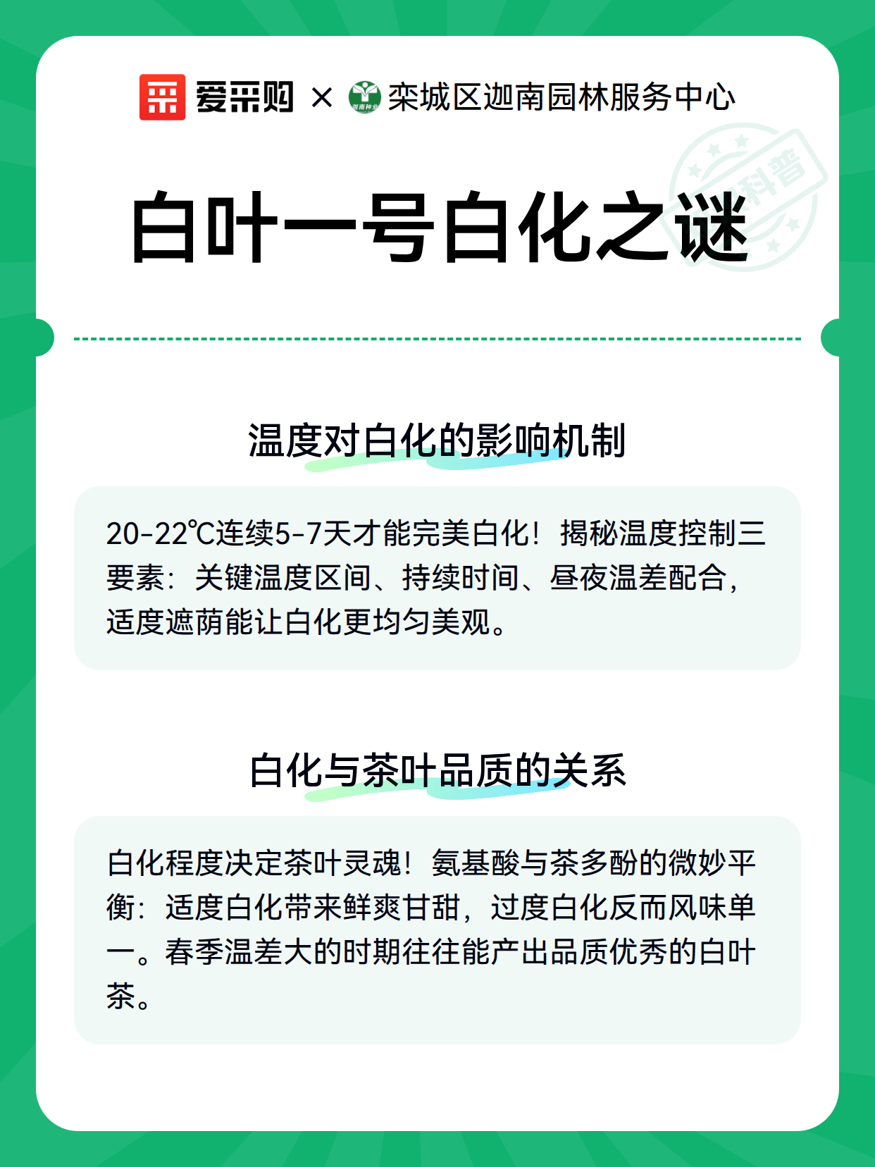 白叶一号白化之谜（图3）