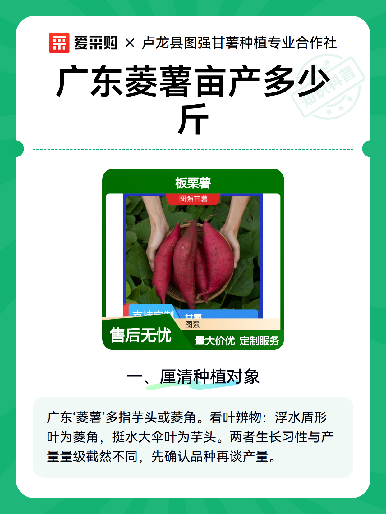 广东菱薯亩产多少斤（图1）