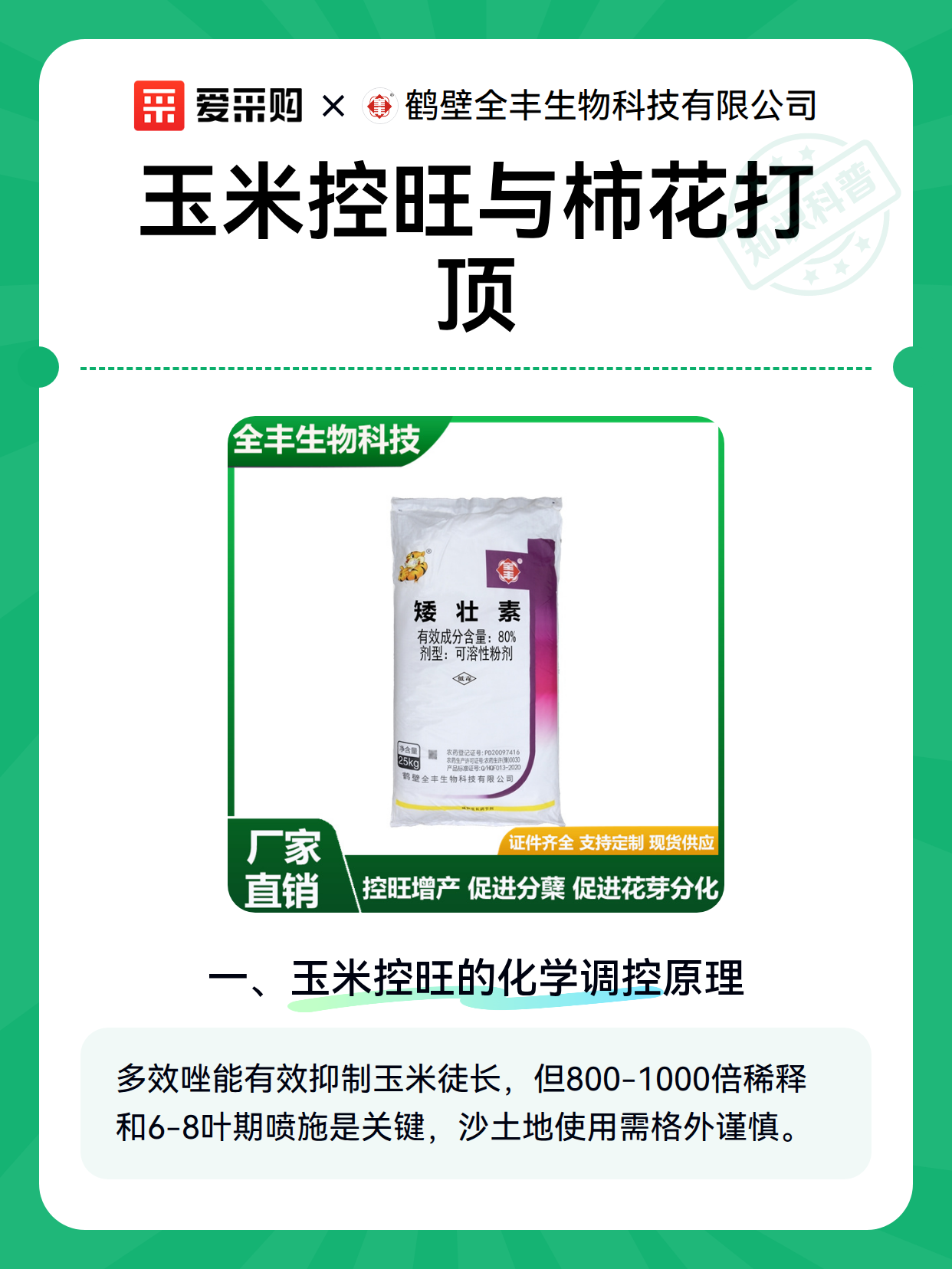 玉米控旺与柿花打顶（图1）