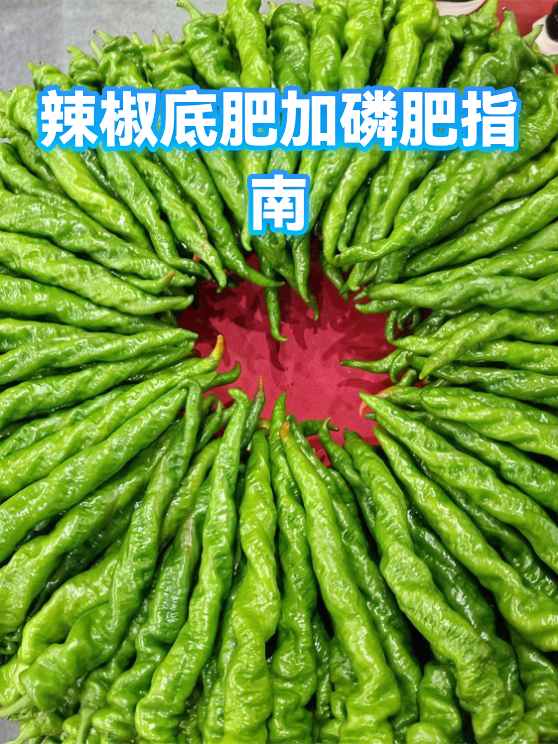 辣椒底肥加磷肥指南（图1）