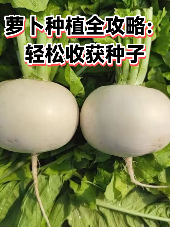 萝卜种植全攻略：轻松收获种子（图1）