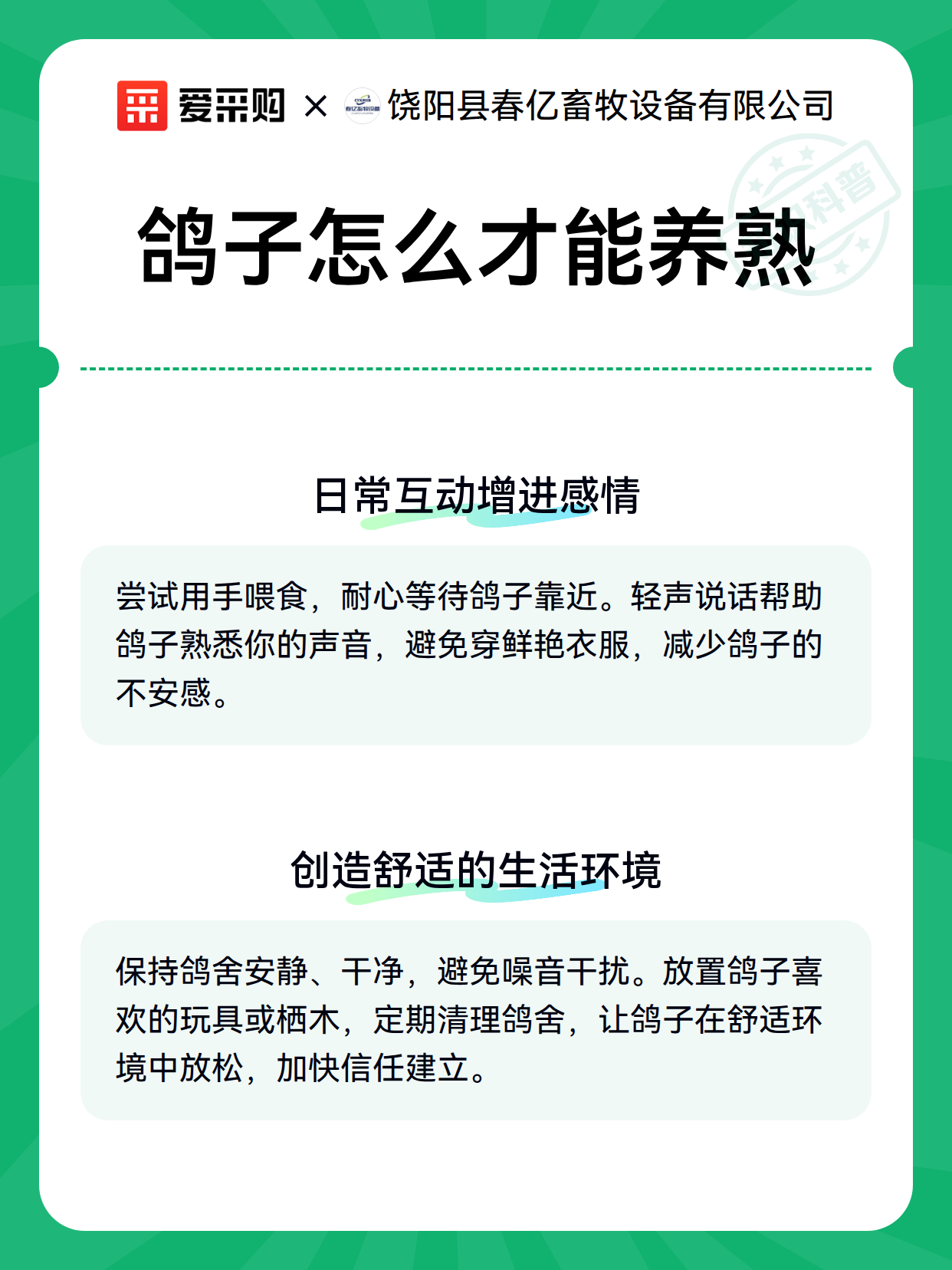 鸽子怎么才能养熟（图2）