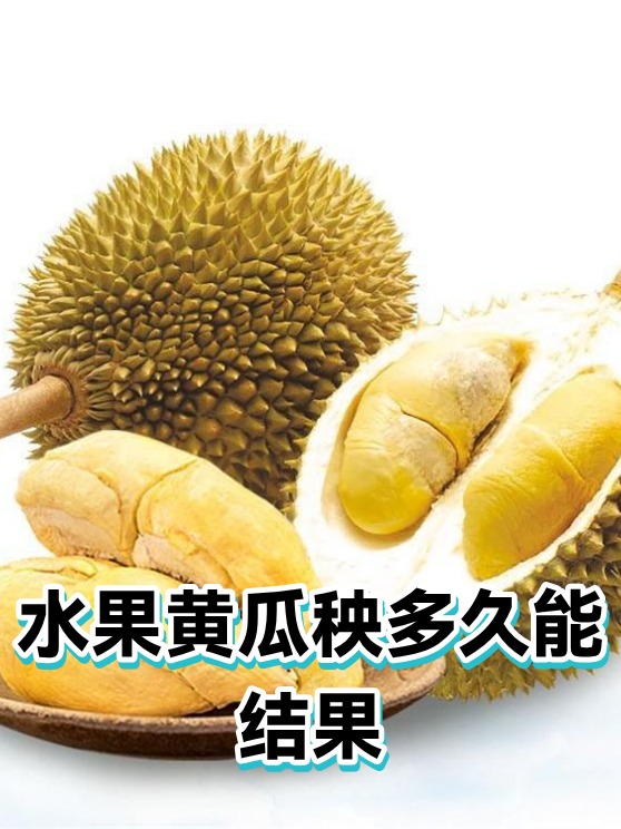 水果黄瓜秧多久能结果（图1）