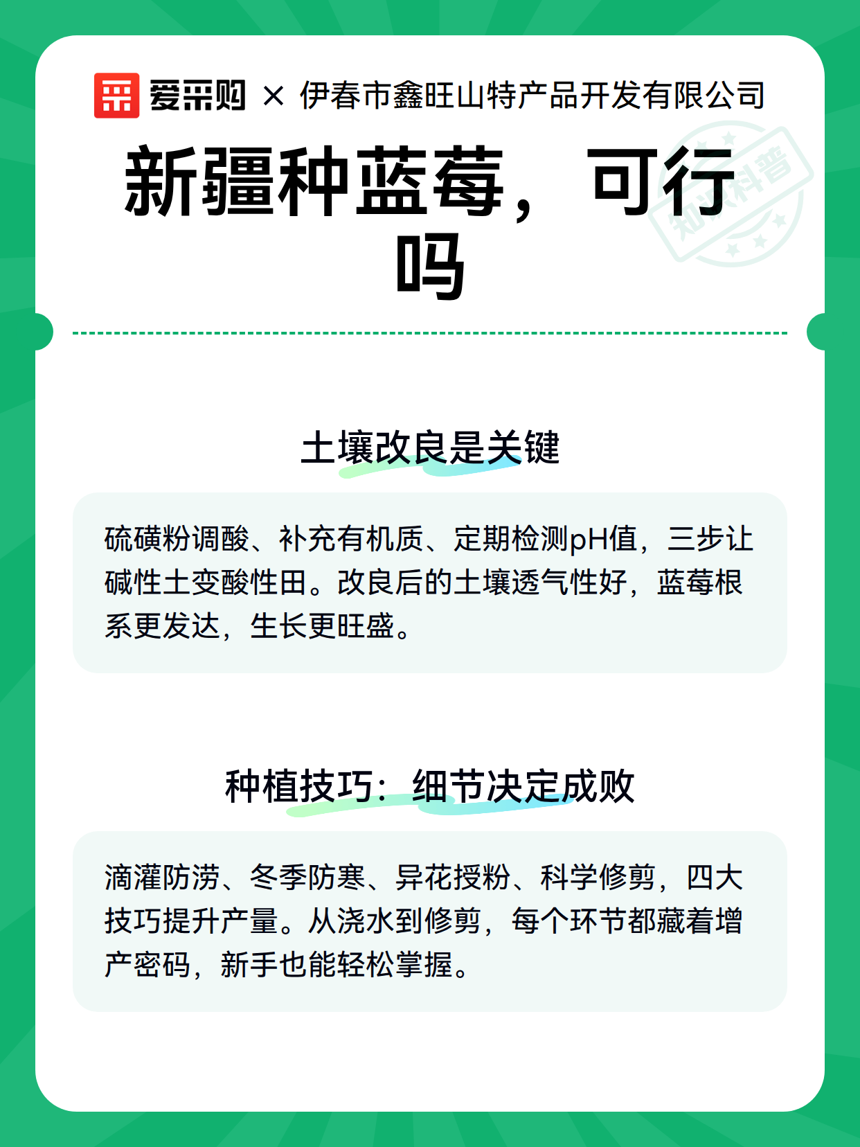 新疆种蓝莓，可行吗（图3）