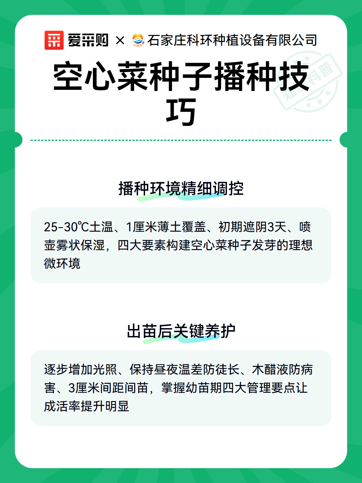 空心菜种子播种技巧（图3）