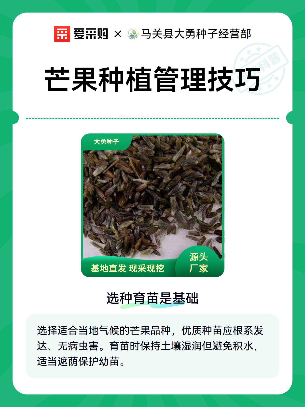 芒果种植管理技巧（图1）