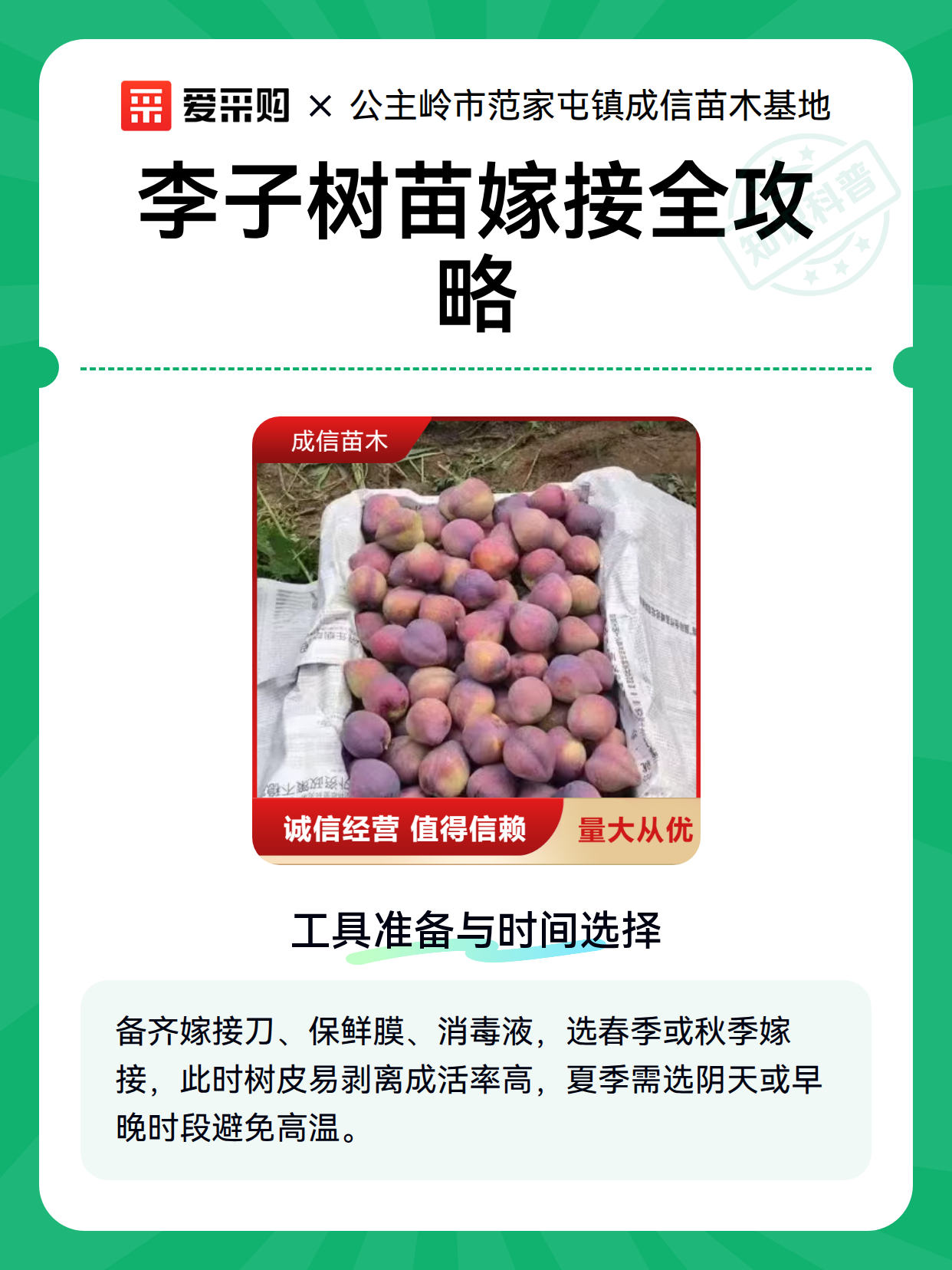 李子树苗嫁接全攻略（图2）