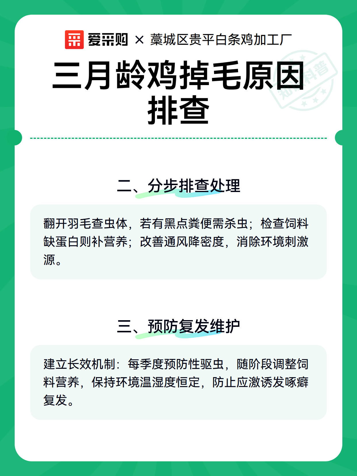 三月龄鸡掉毛原因排查（图2）