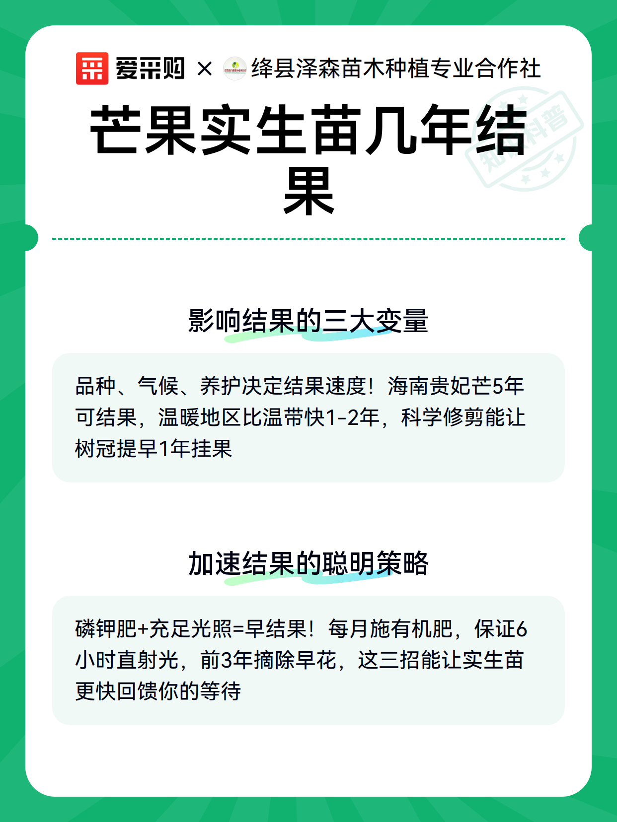 芒果实生苗几年结果（图3）