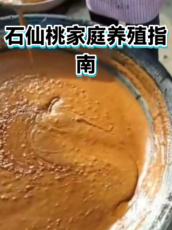 石仙桃家庭养殖指南（图1）