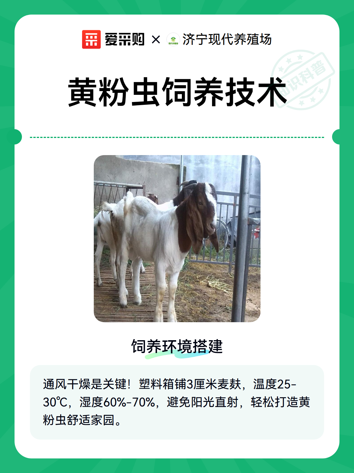 黄粉虫饲养技术（图2）