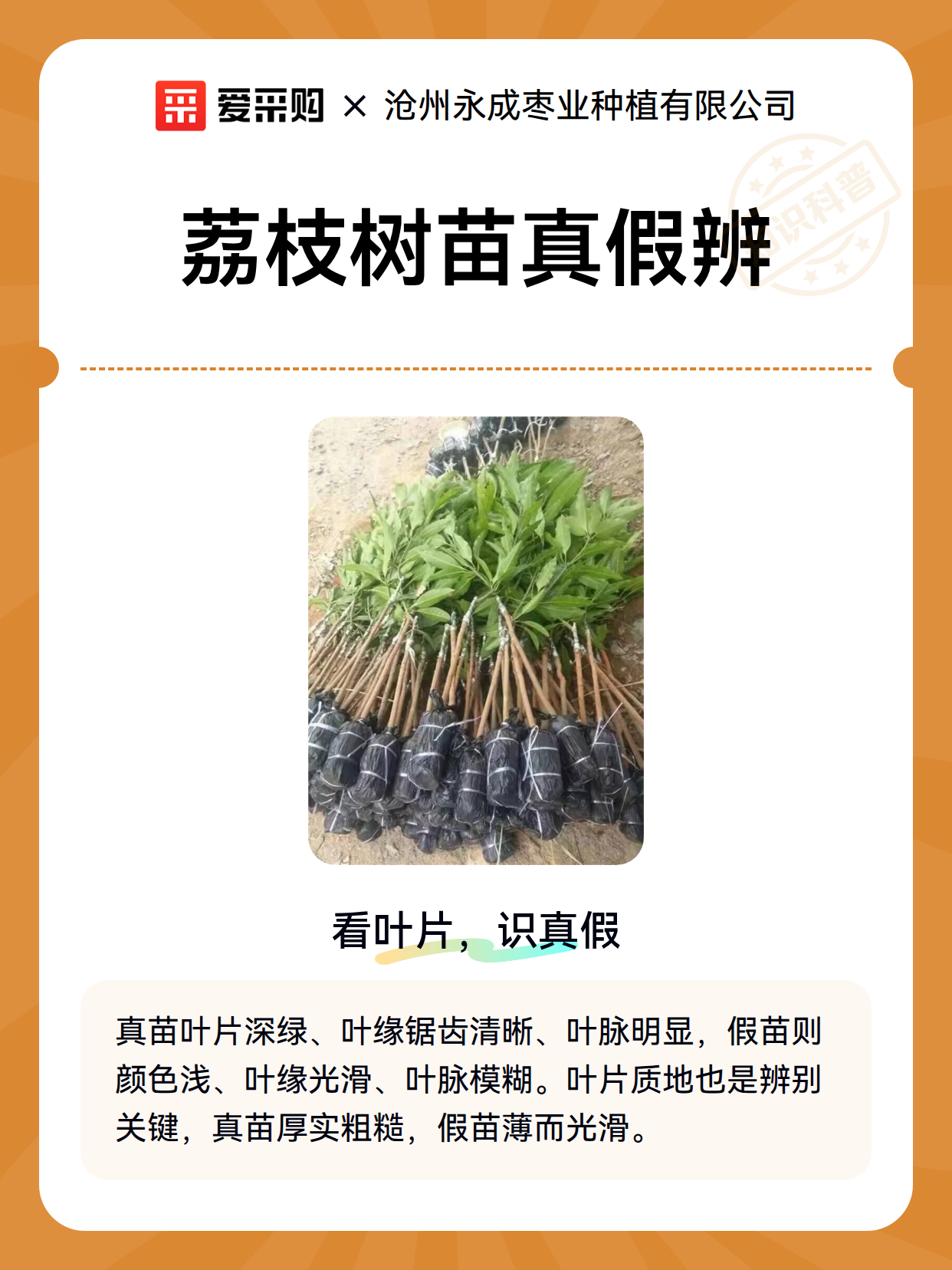 荔枝树苗真假辨（图2）