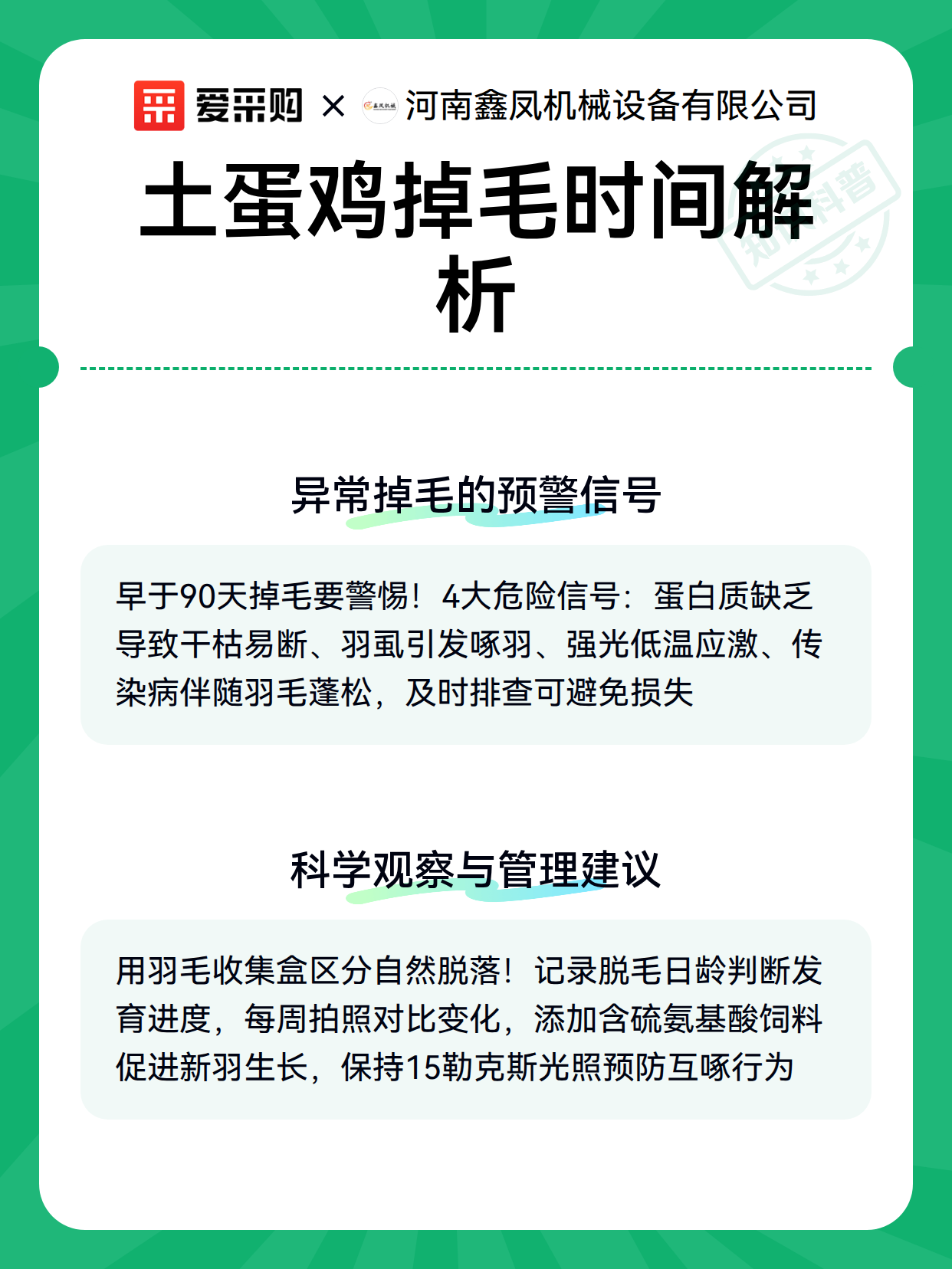 土蛋鸡掉毛时间解析（图2）