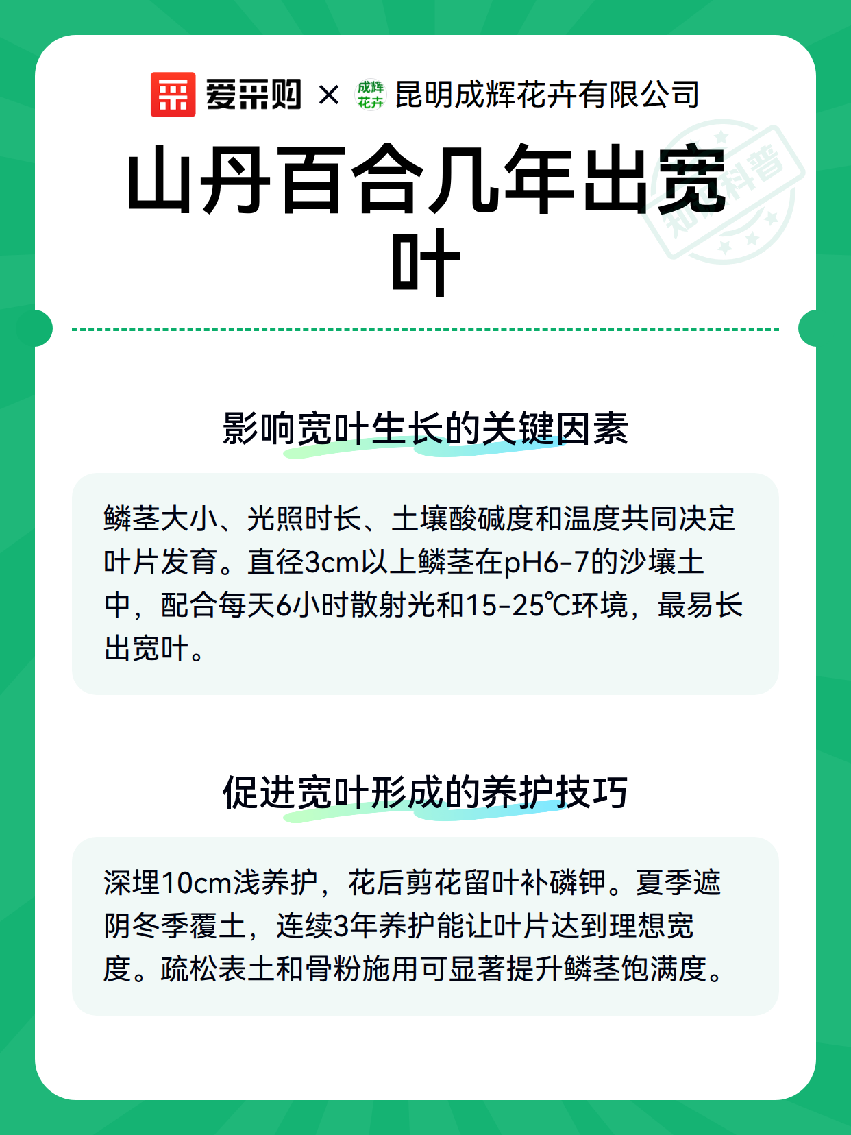 山丹百合几年出宽叶（图3）