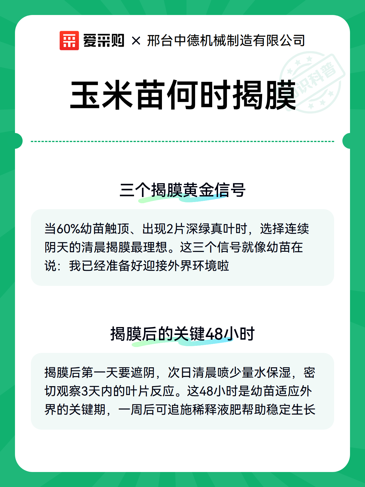 玉米苗何时揭膜（图3）