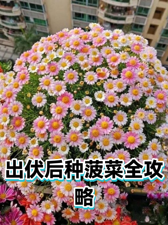 出伏后种菠菜全攻略（图1）