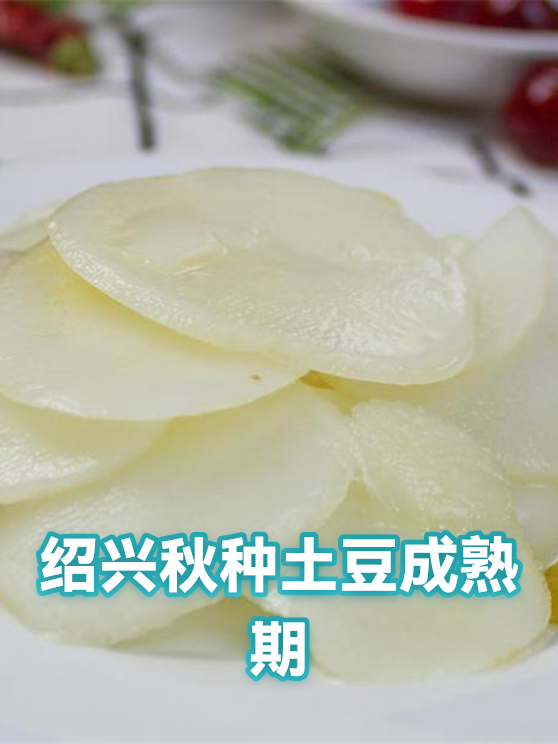 绍兴秋种土豆成熟期（图1）