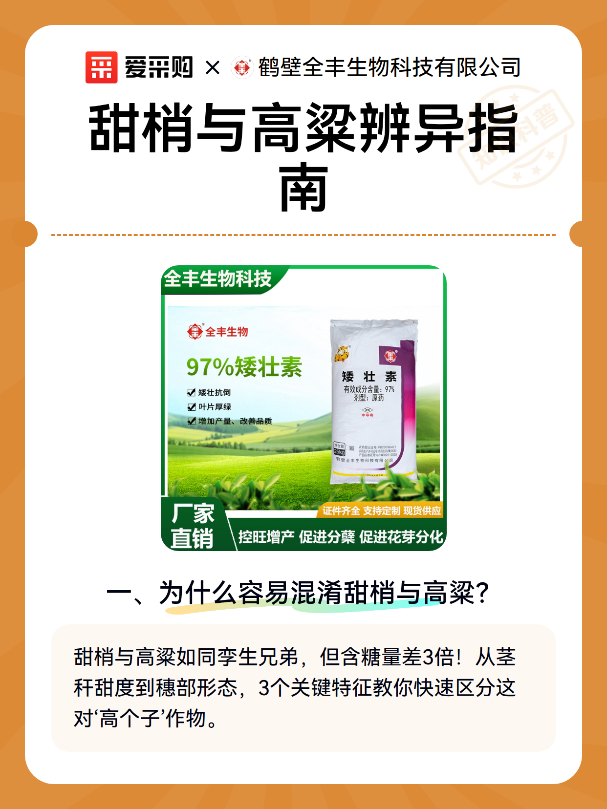 甜梢与高粱辨异指南（图2）