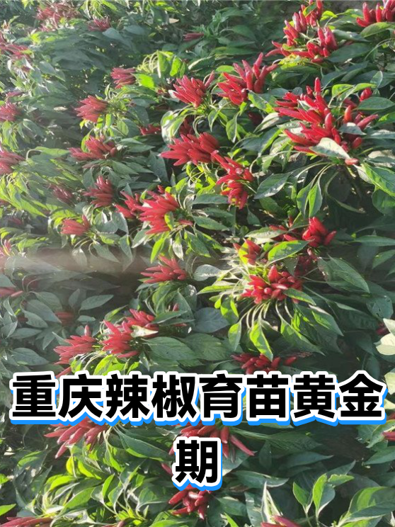 重庆辣椒育苗黄金期（图1）