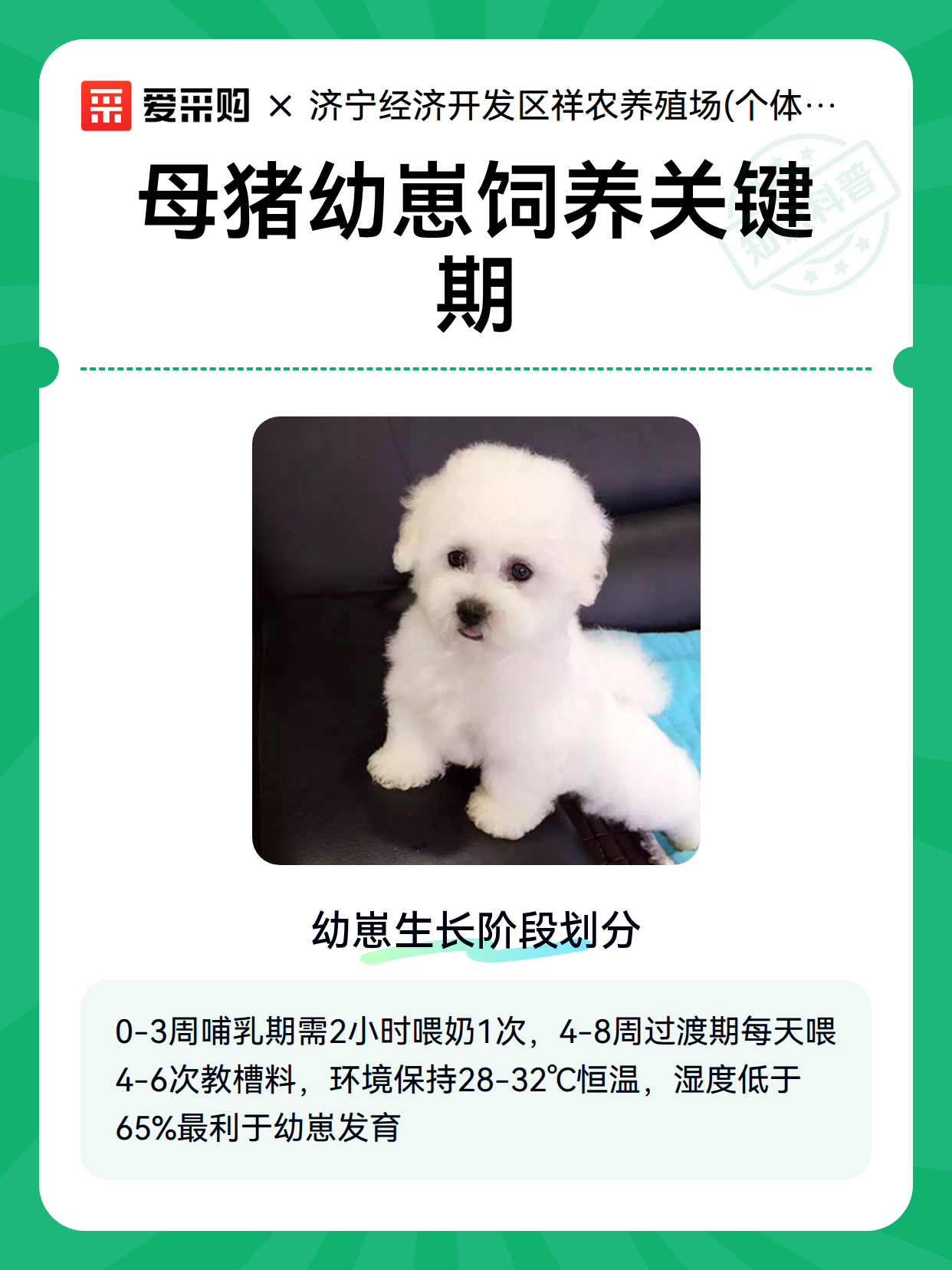 母猪幼崽饲养关键期（图2）