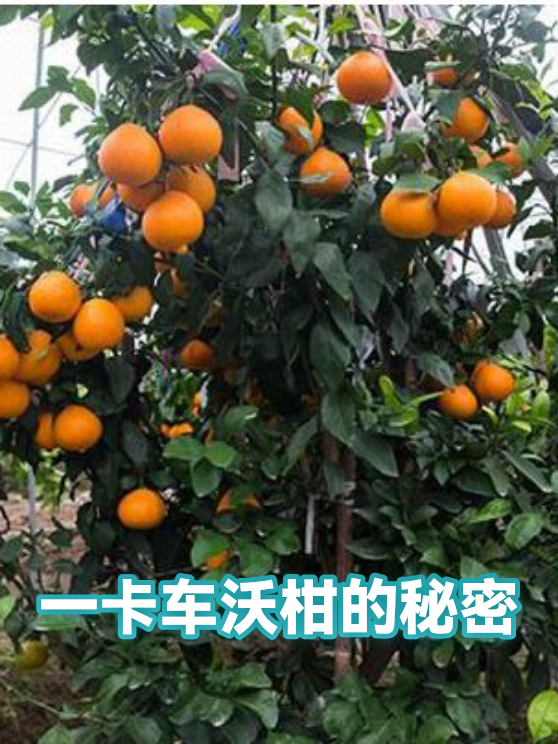一卡车沃柑的秘密（图1）