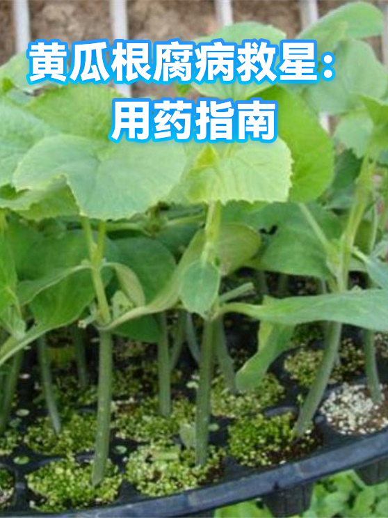 黄瓜根腐病救星：用药指南（图1）