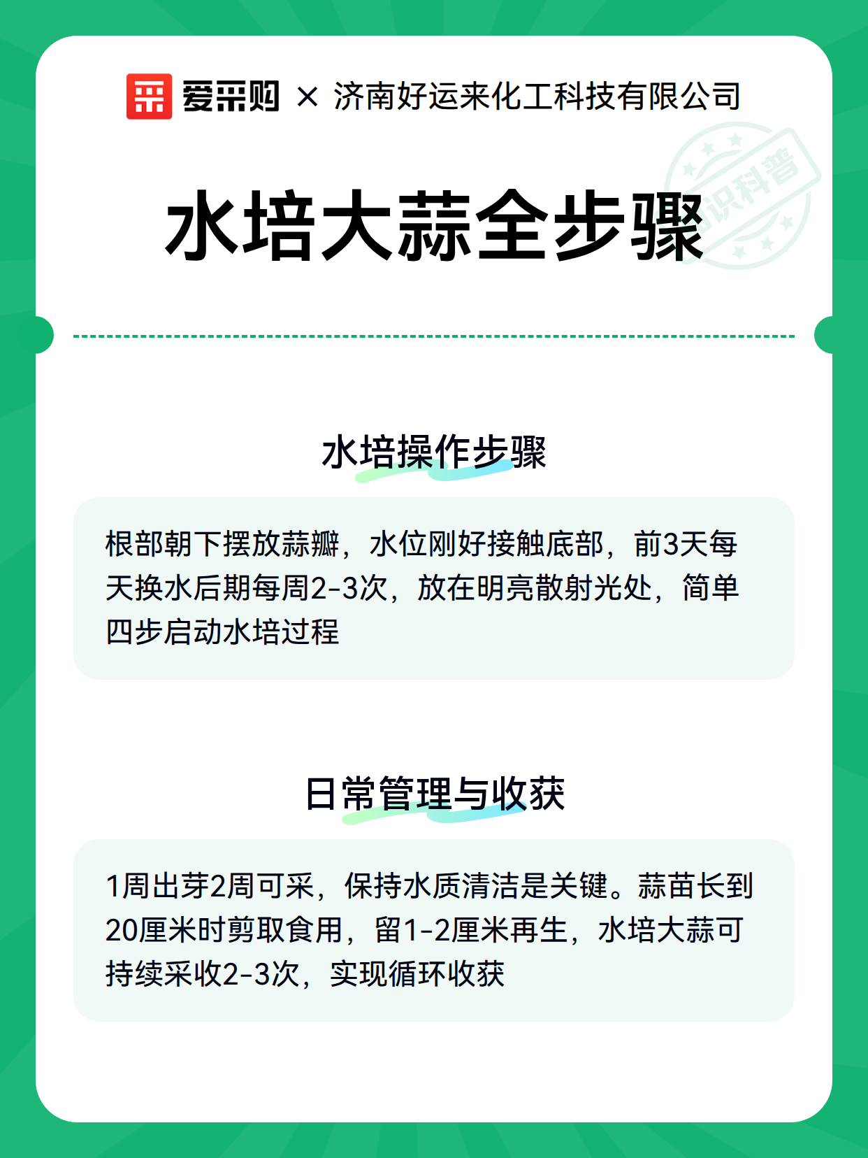 水培大蒜全步骤（图3）