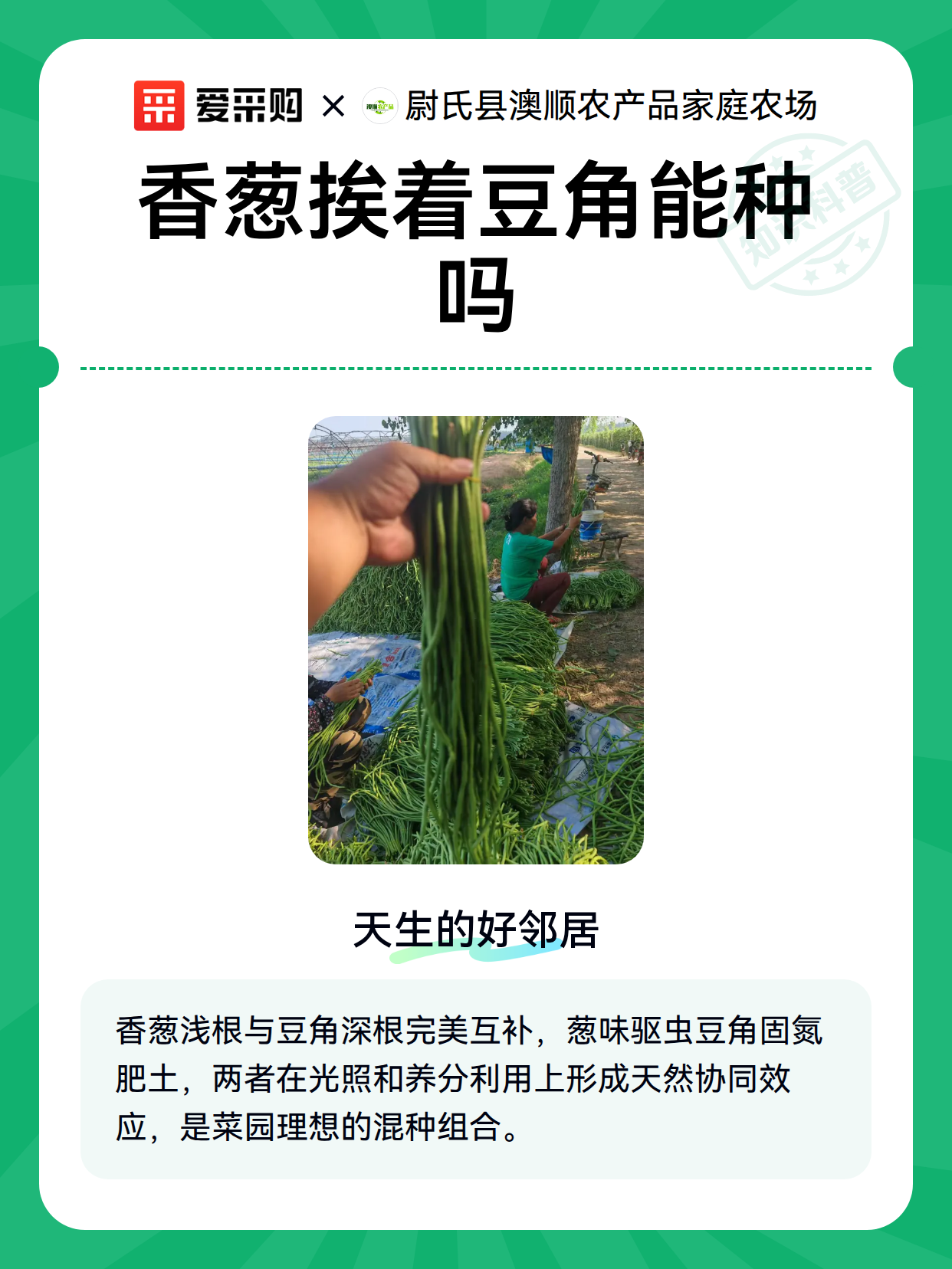 香葱挨着豆角能种吗（图2）