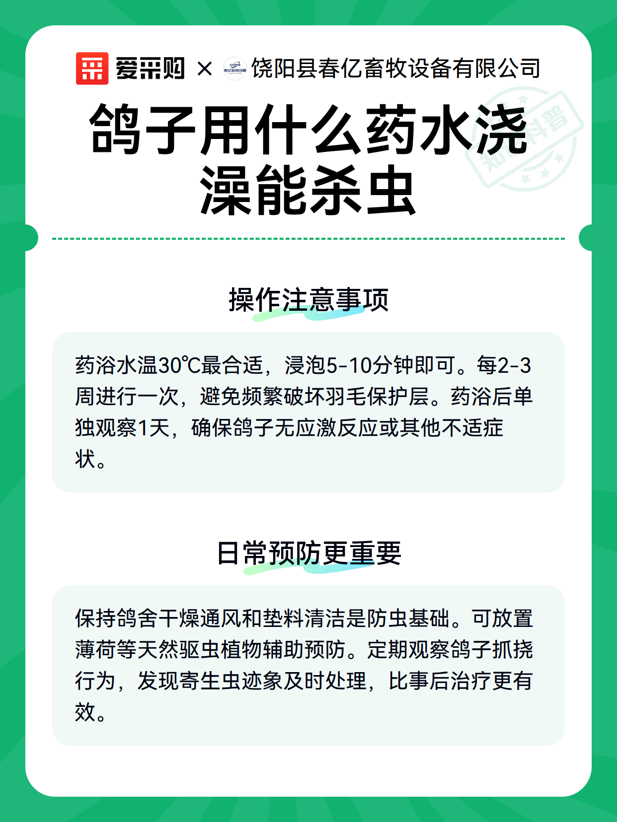 鸽子用什么药水浇澡能杀虫（图2）