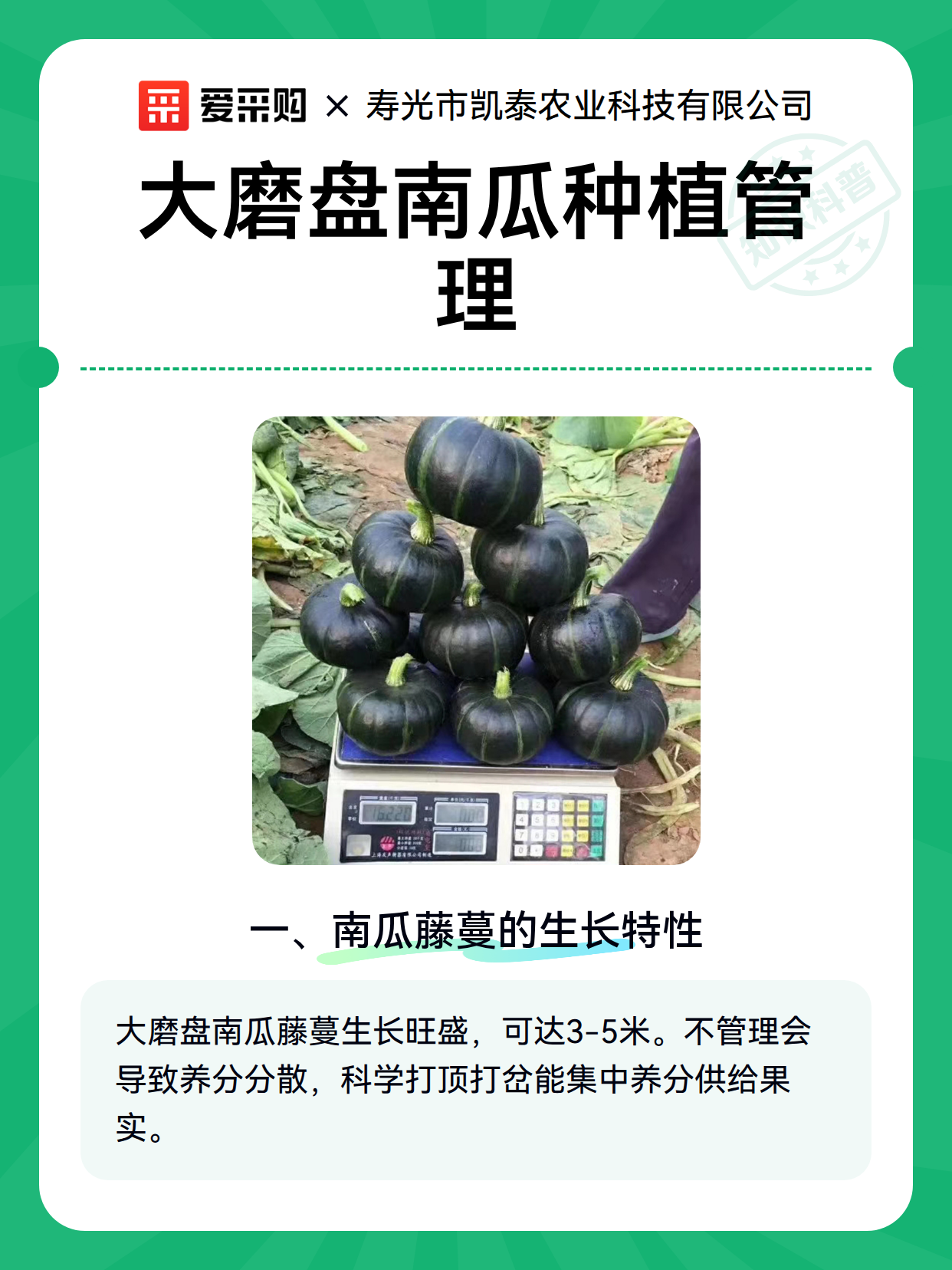 大磨盘南瓜种植管理（图2）