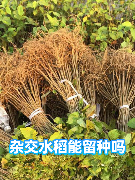 杂交水稻能留种吗（图1）
